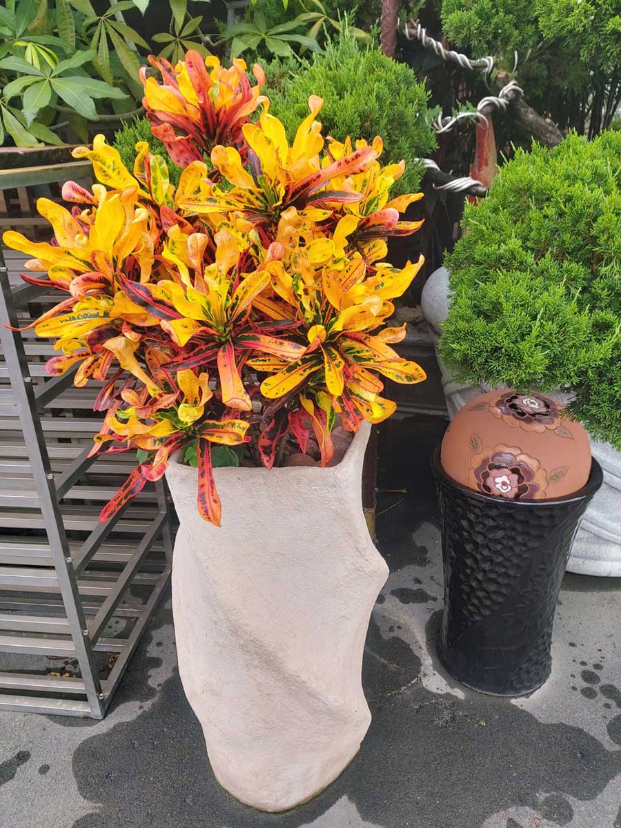花柱