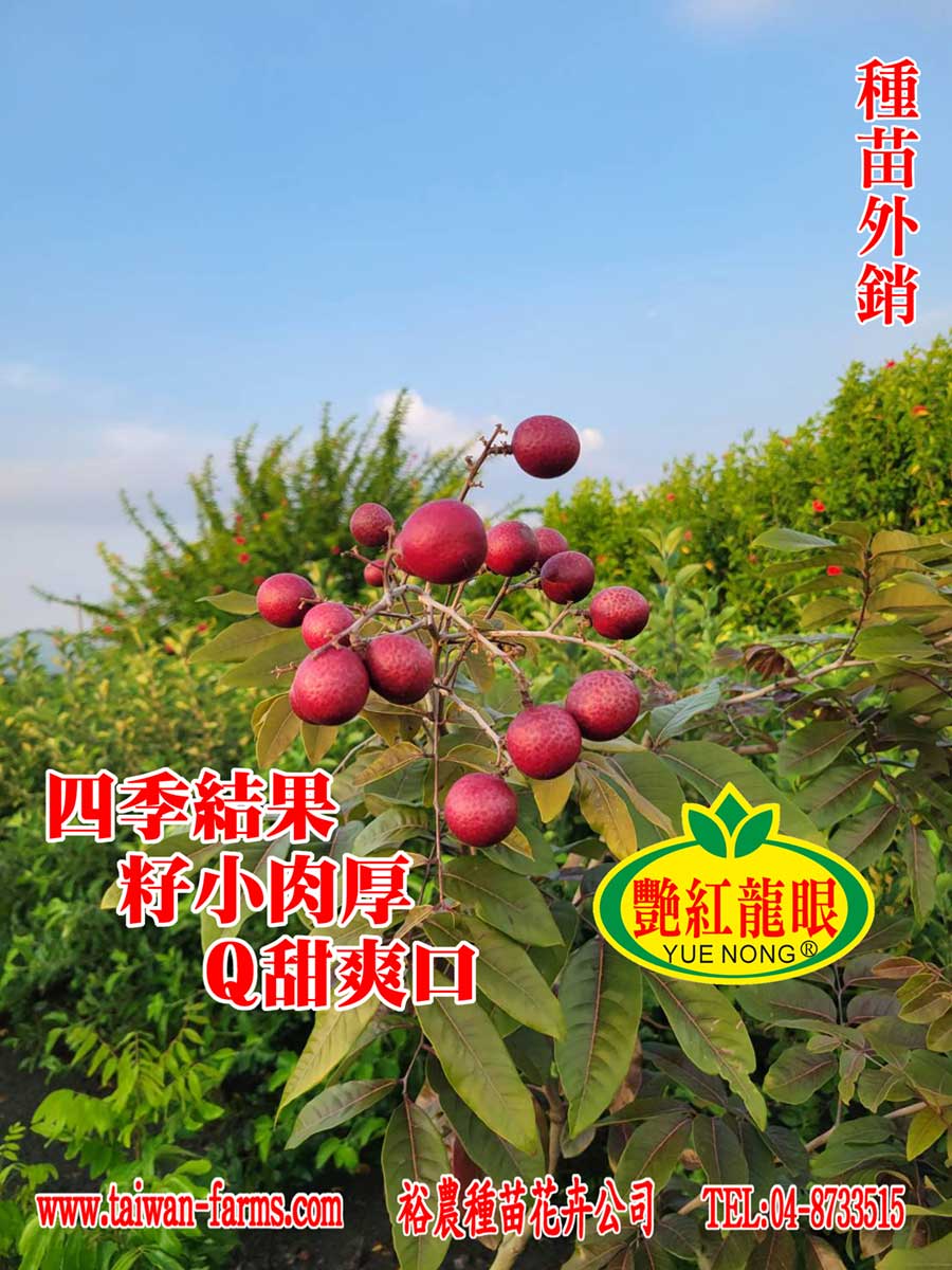 艷紅龍眼