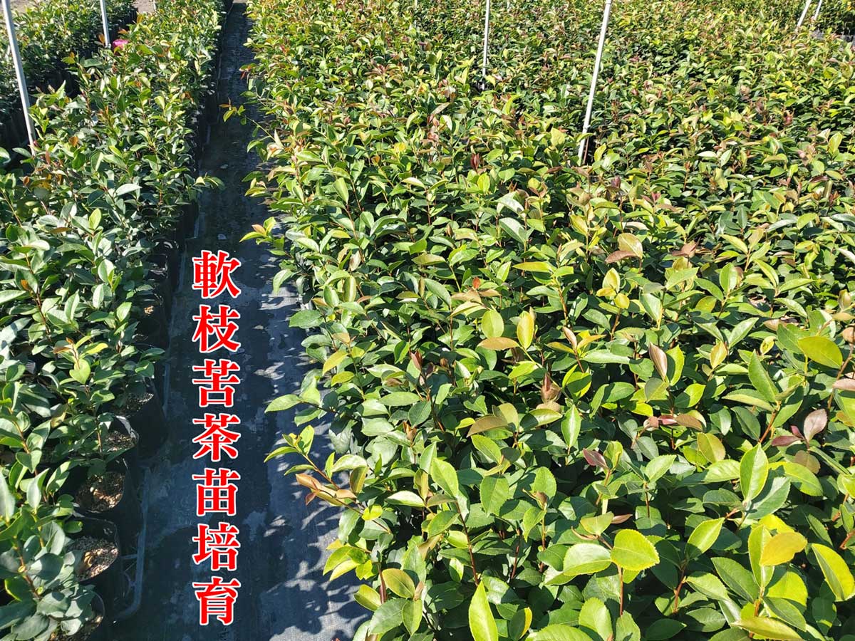 軟枝苦茶苗