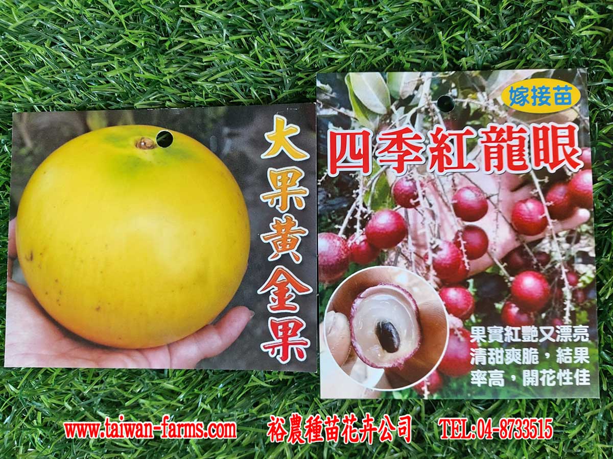 黃金果