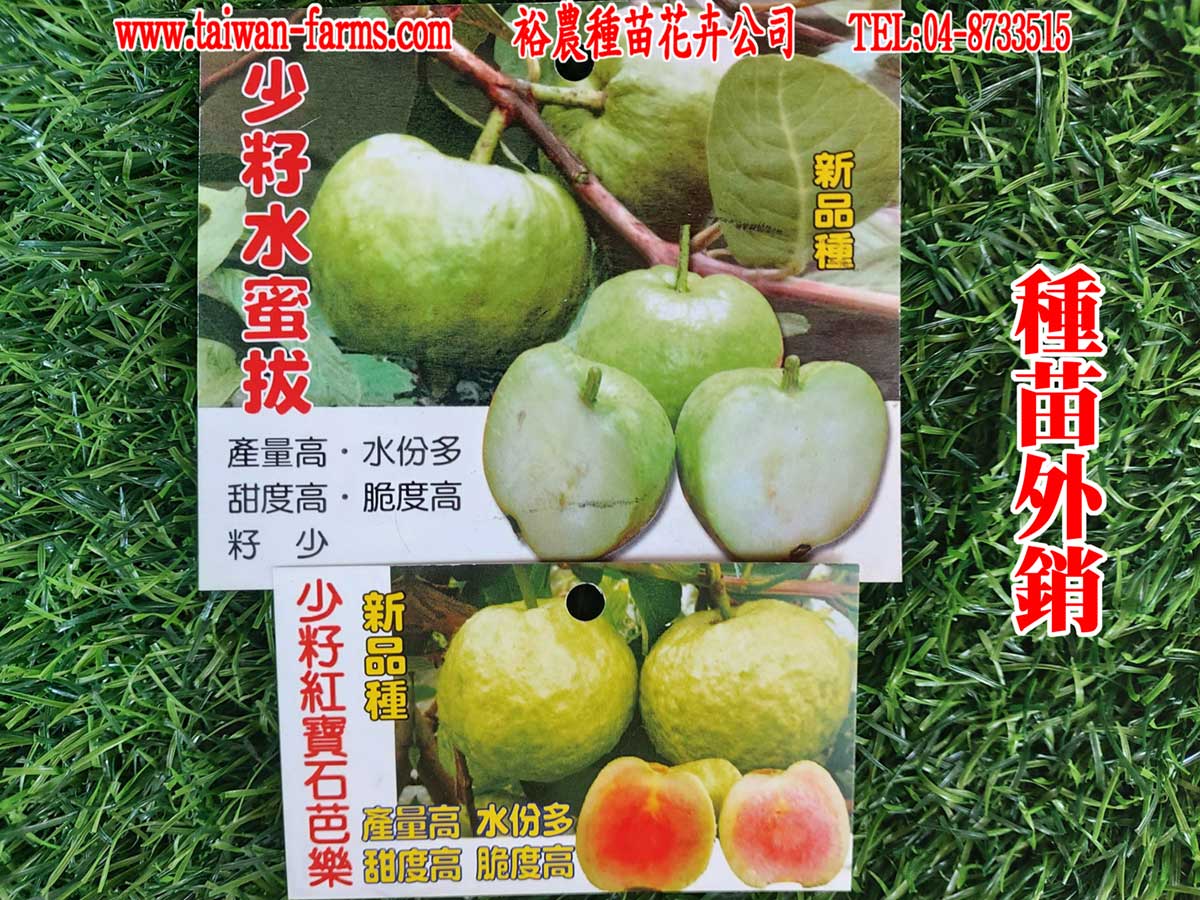 芭樂