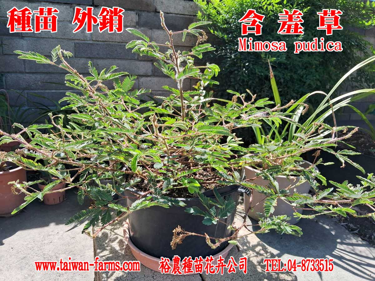 含羞草