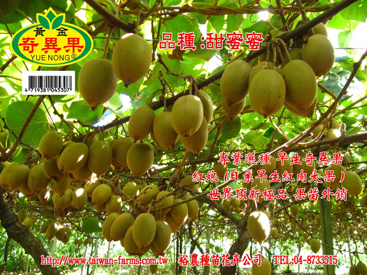 歐羅肥可用在奇異果