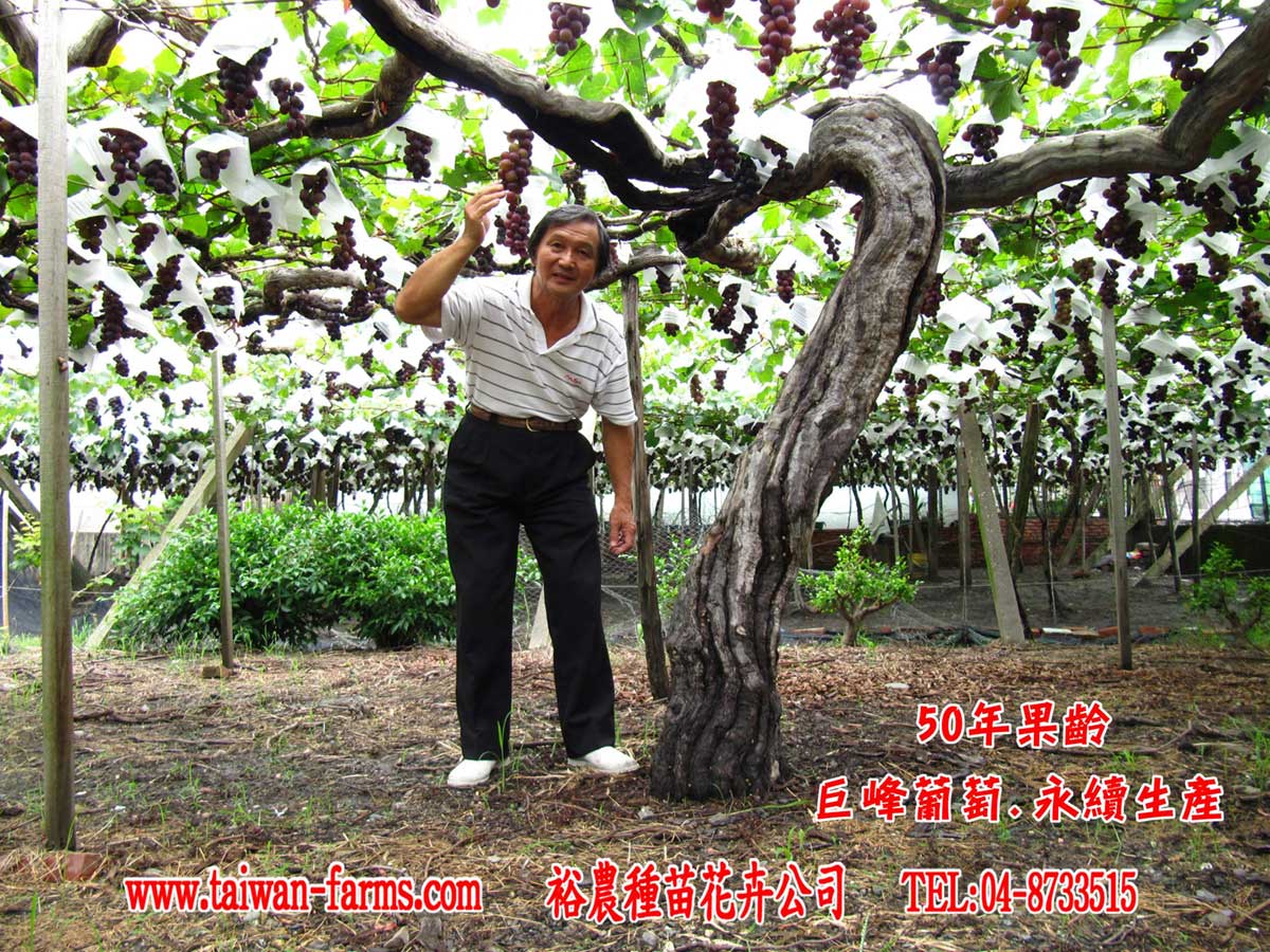 歐羅肥可用在50年葡萄樹