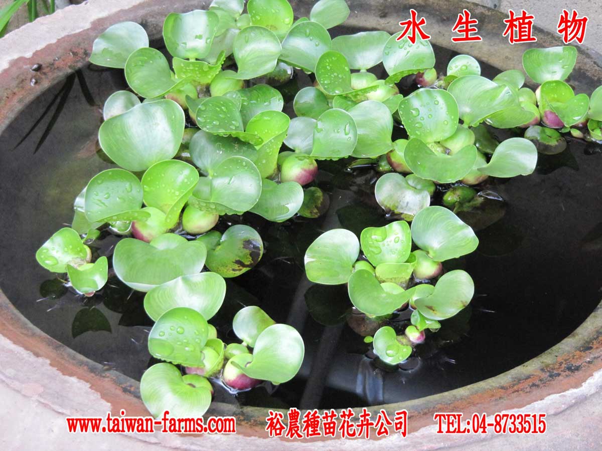 歐羅肥可用在水生植物