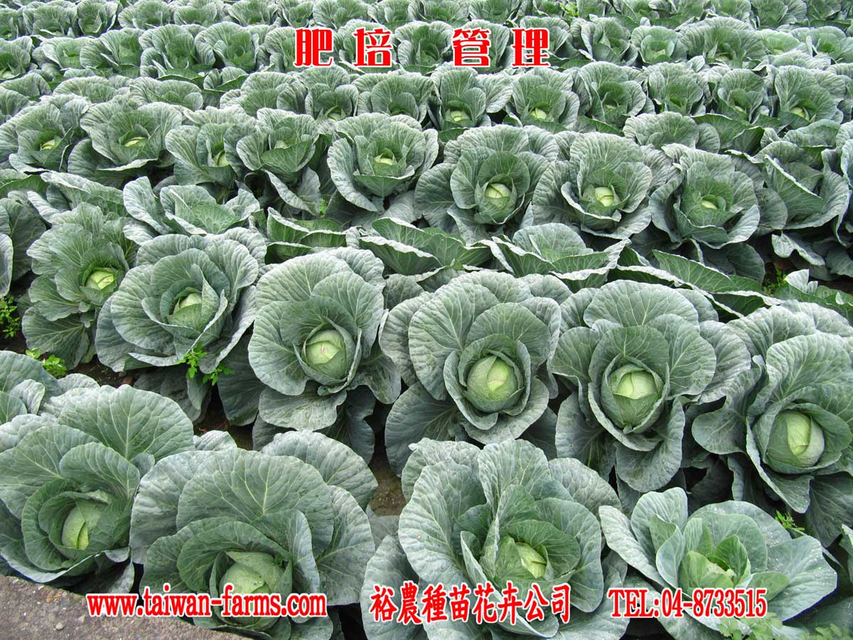 高麗菜 肥培