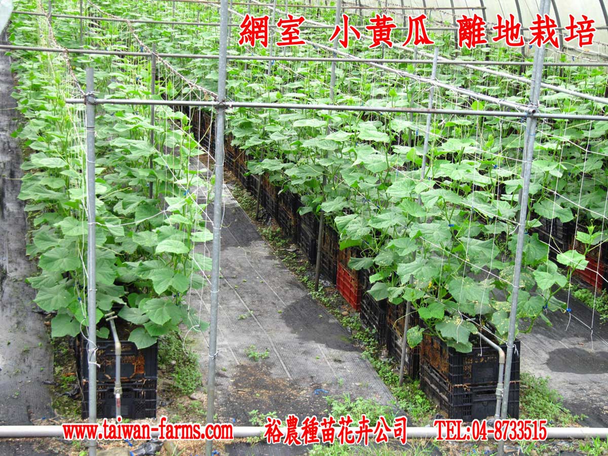 歐羅肥可用在網室小黃瓜