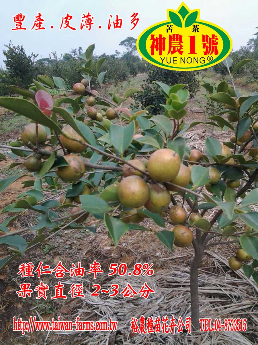 歐羅肥可用在神農1號苦茶樹