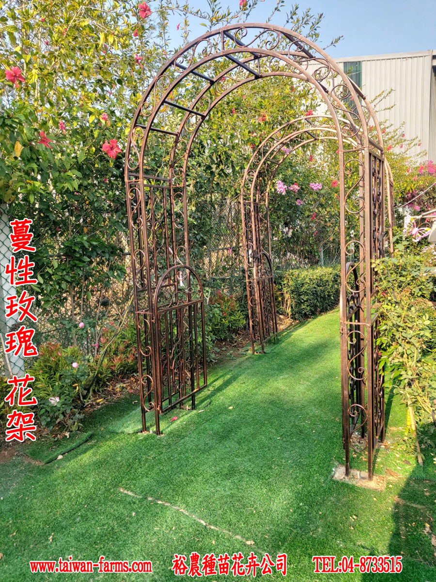 蔓性玫瑰 花架拱門
