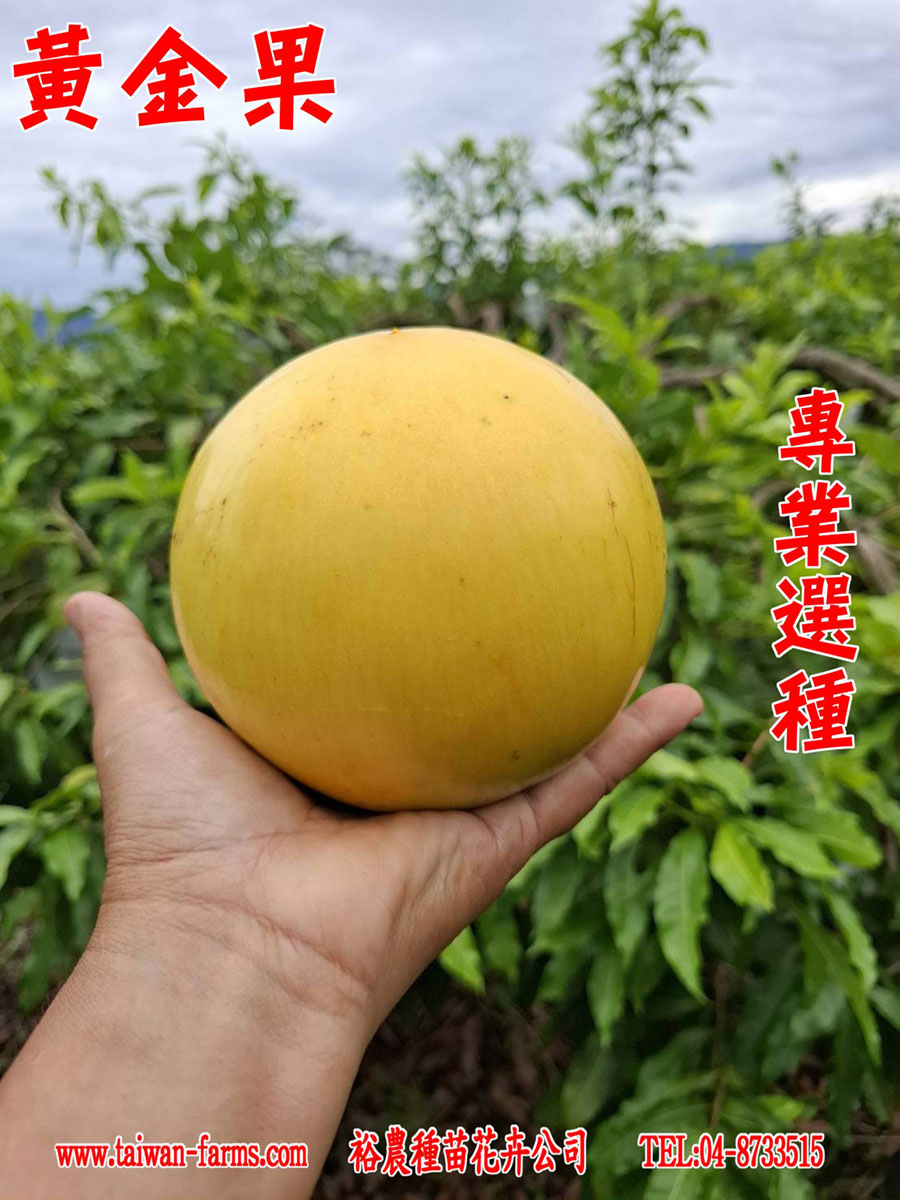 黃金果 專業選種